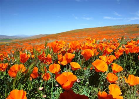 Easy to Grow California Poppy Guide - Blue House