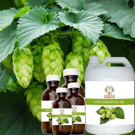 HOP Oil at Rs 1000/kg | Essential Oil in New Delhi | ID: 22808988591