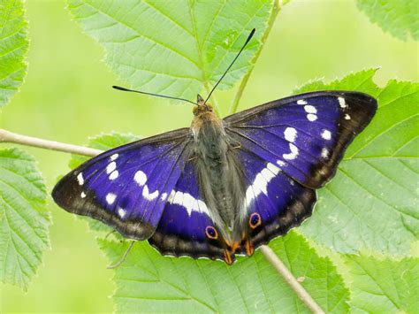 Purple Emperor | Butterfly Conservation