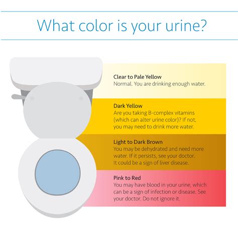 understanding the importance of urine color urology specialists of ...