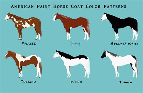 American Paint Horse Chart by Faolan22 on DeviantArt