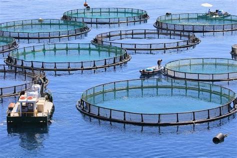 Aquaculture: Types, Benefits and Importance (Fish Farming) - Conserve ...