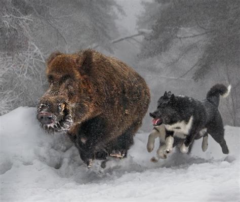 Karelian Bear Dogs hunting a Wild Boar : r/pics