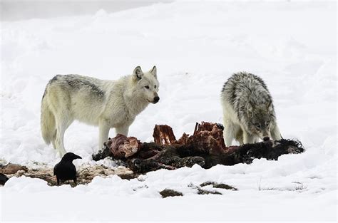 Grey Wolf Pack Hunting