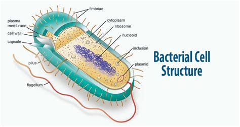 Bacterial Cell Structure and Function - Pharmapproach.com