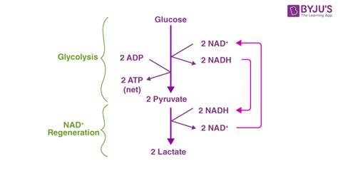 Lactic Acid Fermentation Equation