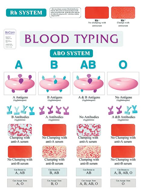 ABO Blood Typing Wall Chart | Flinn Scientific