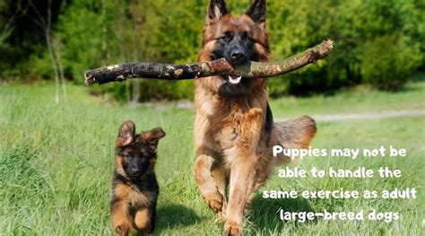 Large-Breed Puppies