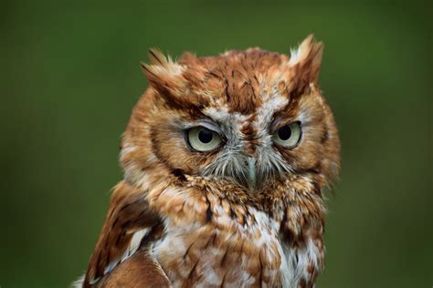 Profile Of An Eastern Screech Owl - City Wildlife