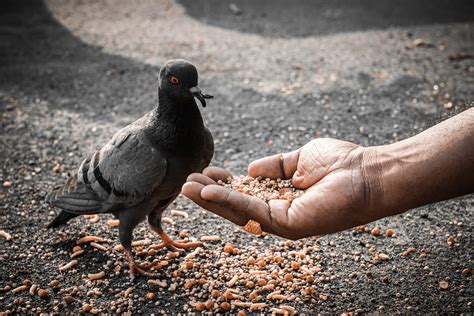 Feeding a pigeon - PixaHive