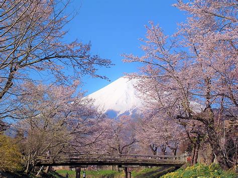 5 Best Cherry Blossom Spots around Mt.Fuji 2019 – Japan Travel Guide ...