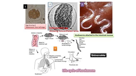 Hookworm Infection: Introduction, Morphology, life cycle, Mode of Infection