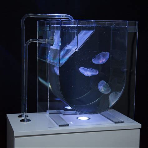 Jellyfish Aquariums for Events | UK Jellyfish | Live Moon Jellyfish at ...