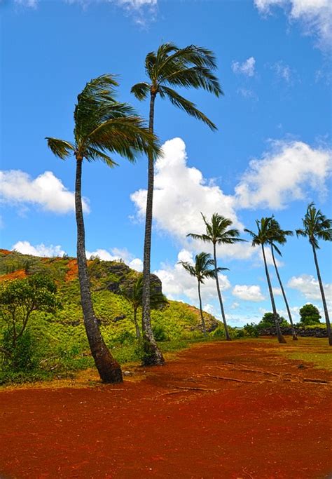 Hawaii Palm Trees Tropical - Free photo on Pixabay - Pixabay