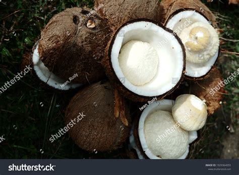 Coconut Sprout Kentos Kelapa Seed Growing Stock Photo 1929364055 ...