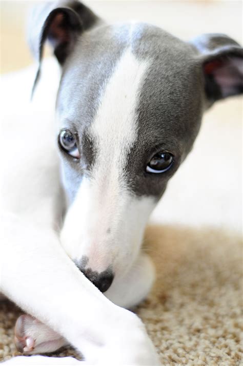 Italian Greyhound Maltese Mix - MXIER