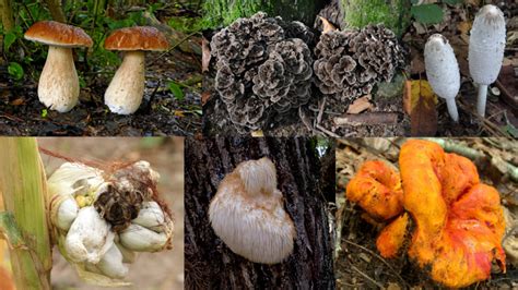 The 12 Best Edible Wild Mushrooms | MeatEater Wild Foods