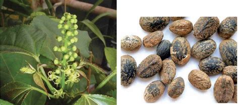 Croton Tiglium: Homeopathic medicine – Its Use, Indications And Dosage ...