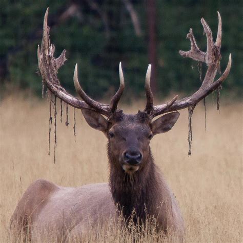 Huge Moose Rack