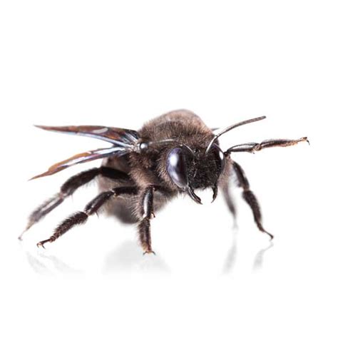 Carpenter Bee Identification, Habits & Behavior | Florida Pest Control