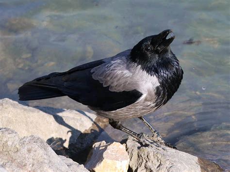 Hooded Crow | BirdForum