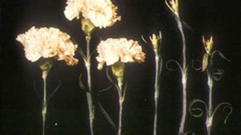 Boron deficiency causes damage in carnation?