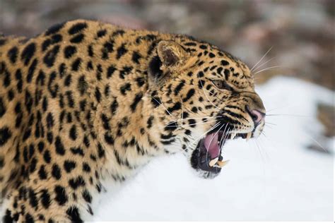 Amur Leopard Animal Facts | Panthera pardus orientalis - AZ Animals