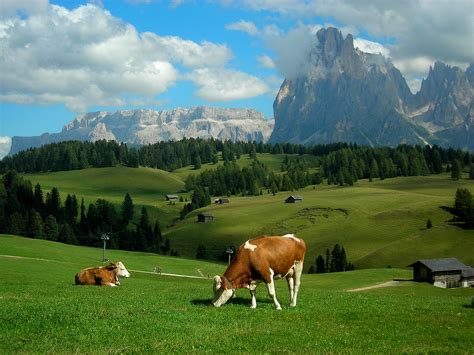 alps, Meadows, Hills, Mountains, Cows, Landscape, Rustic, Farm ...