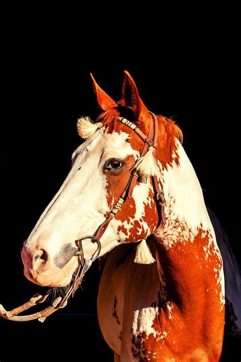 Horse Coat Patterns for the American Paint Horse | Sparkles Rainbows ...