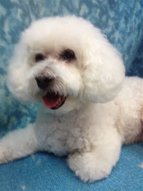 BBird's GroomBlog: BICHON/POODLE MIX STYLE