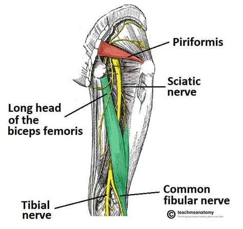 The Sciatic Nerve - Course - Motor - Sensory - TeachMeAnatomy