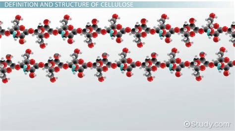 Cellulose | Definition, Location & Function - Video & Lesson Transcript ...