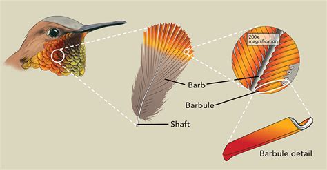 What Is the Essence of Iridescence? Ask a Hummingbird – JoyfulPetLife.com