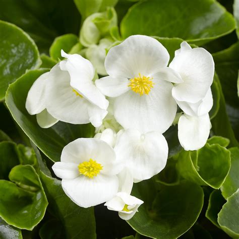 Begonia semperflorens white - Pearson's Nursery and Tearoom