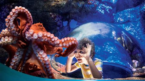 SeaWorld San Diego tickets, prices, discounts, animals, shows & rides