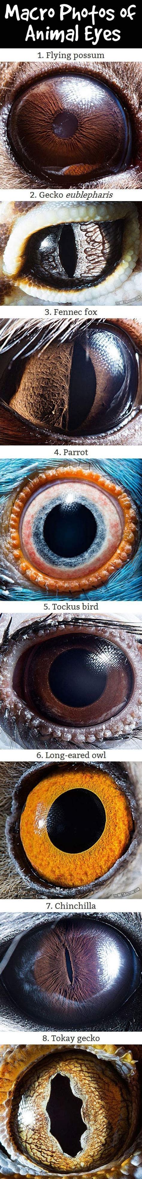 Macro photos of animal eyes. | Macro photos, Animals beautiful, Eyes