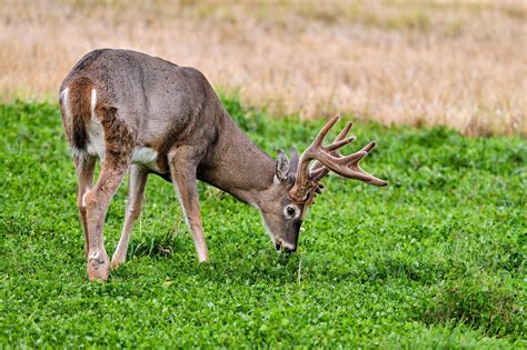 What Do Deer Eat? | Outdoor Life