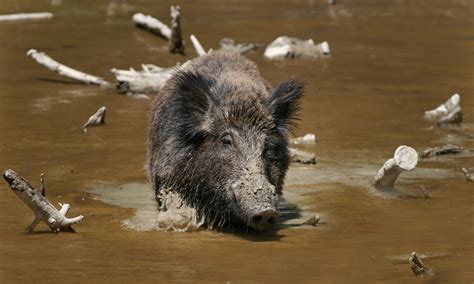 Where Did Texas Feral Hogs Come From? Their Surprising Origins