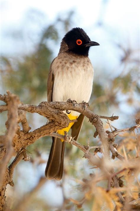 African Savanna Birds - Pets Lovers