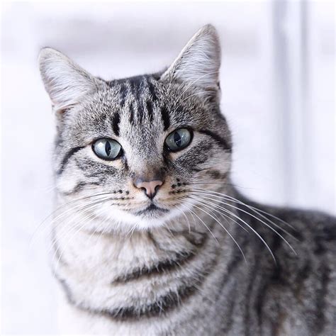 Gray Cat Breeds With Stripes - Pets Lovers