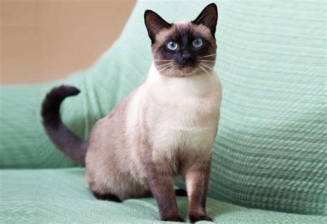 Traditional Siamese Cat Breed Information, Images, Characteristics, Health