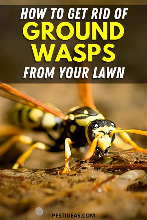 How to get rid of Ground Digger Wasps (Cicada Killer Wasp) - Pest Ideas