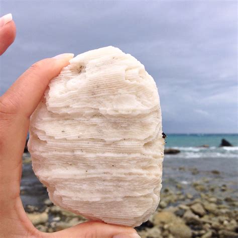 Fossil Coral Rocks, Fossils, Natural White Coral Fossils, Very Old ...