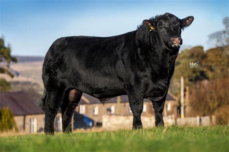 Bulls for Sale - Thrunton Aberdeen-Angus - Aberdeen-Angus Cattle Society