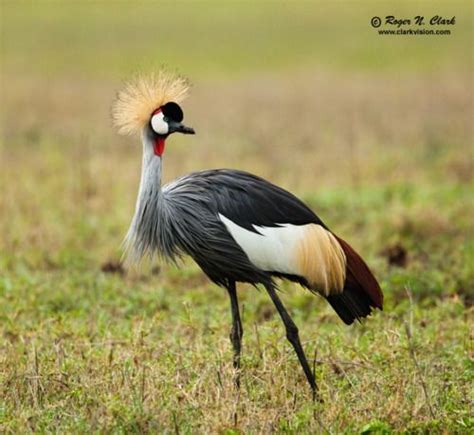 African Savanna Birds - Pets Lovers