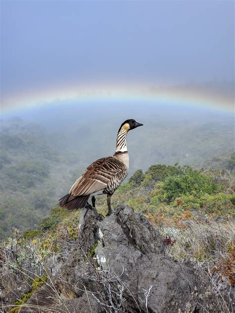 Nēnē, the Hawaiian Goose - Haleakalā National Park (U.S. National Park ...