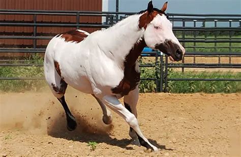 Paint Horse - Description, Habitat, Image, Diet, and Interesting Facts