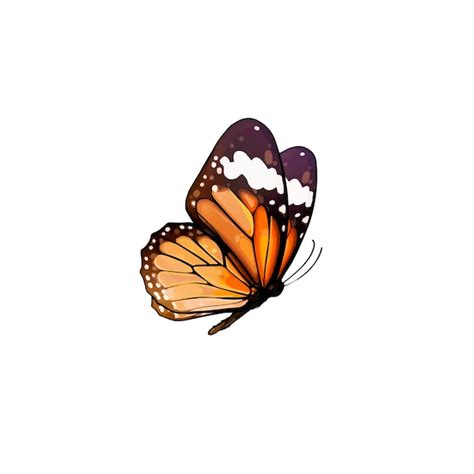 Premium Vector | Vector realistic drawing of beautiful butterfly ...