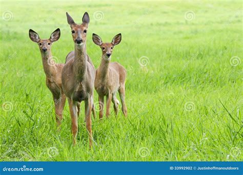 Whitetail Deer Doe And Fawns Stock Photography - Image: 33992902