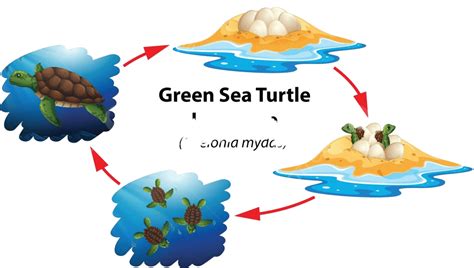 Green Sea Turtle Life Cycle Image Life Clip Art Vector, Image, Life ...